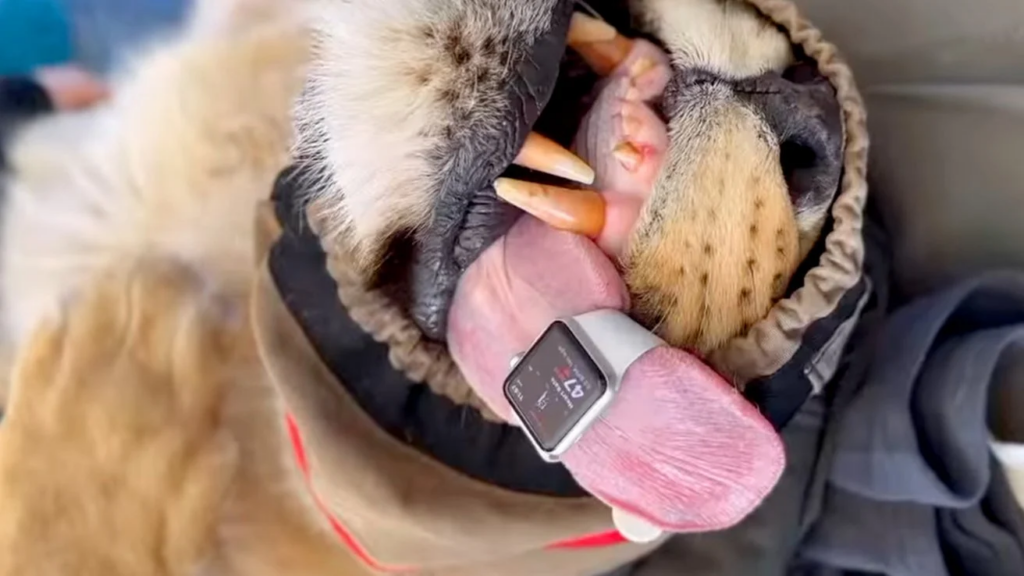 Apple watch on a lion's tongue
