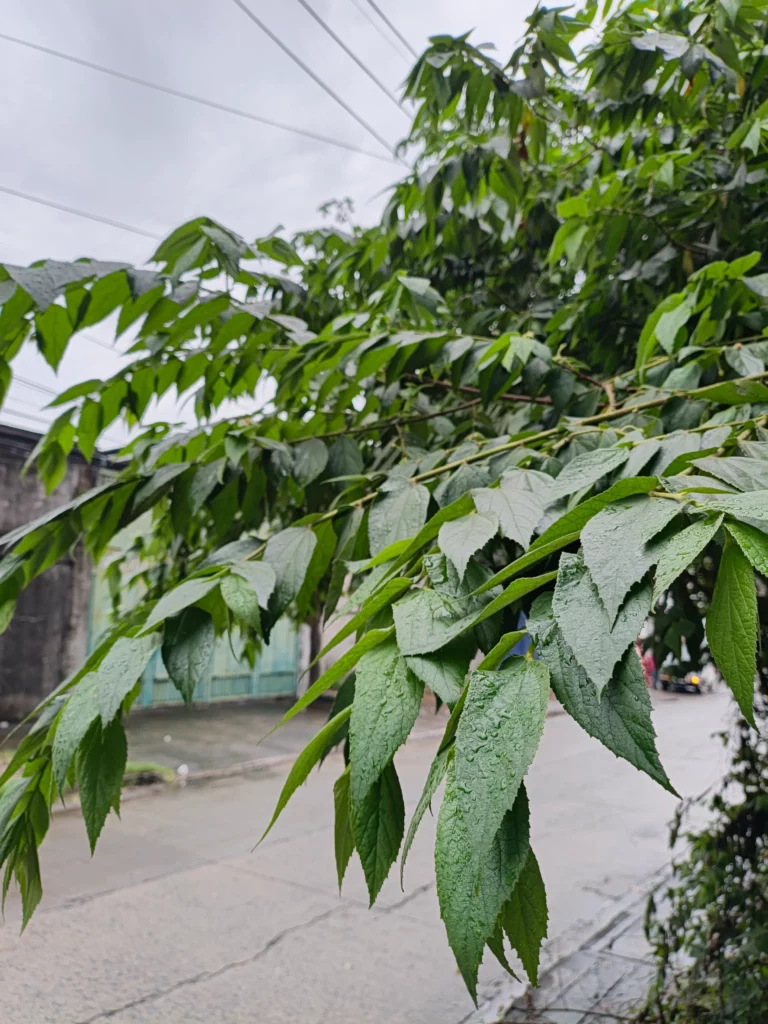 A close-up of green leaves with water droplets on them, with a street and gate blurred in the background.