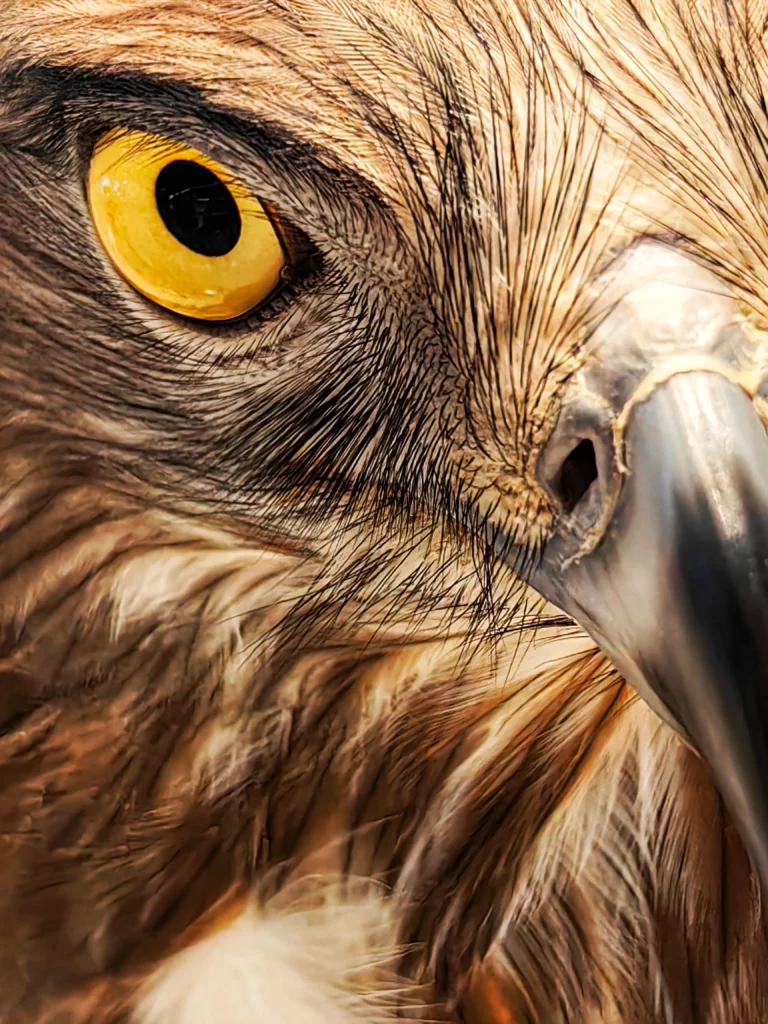 A striking close-up shot of an eagle's head, focusing on its intense yellow eye and sharp beak. The image highlights the intricate details of the bird's feathers.