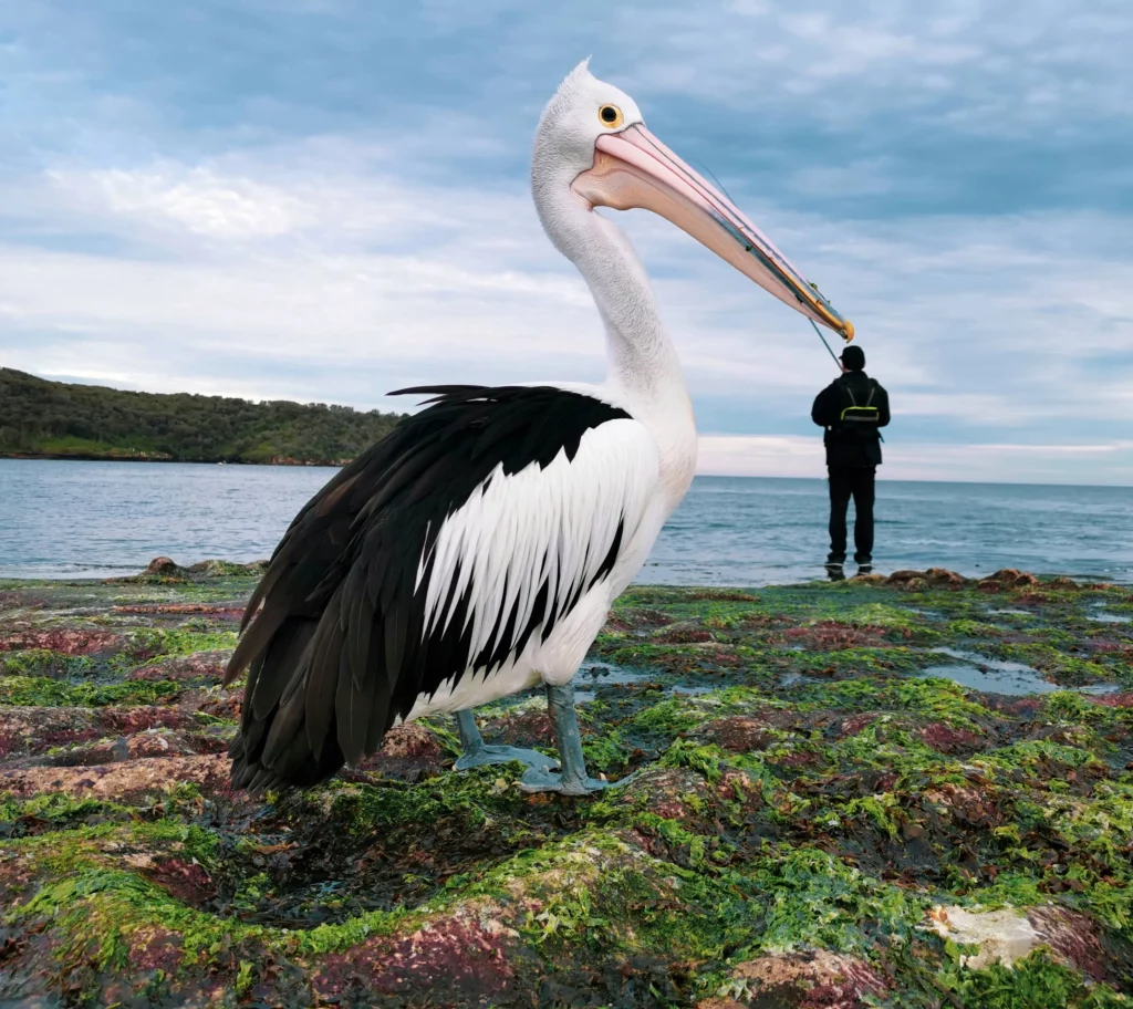 A pelican stands on a mossy, rocky shore, facing a man who is fishing in the ocean. The photo captures a unique moment of interaction between nature and human activity.