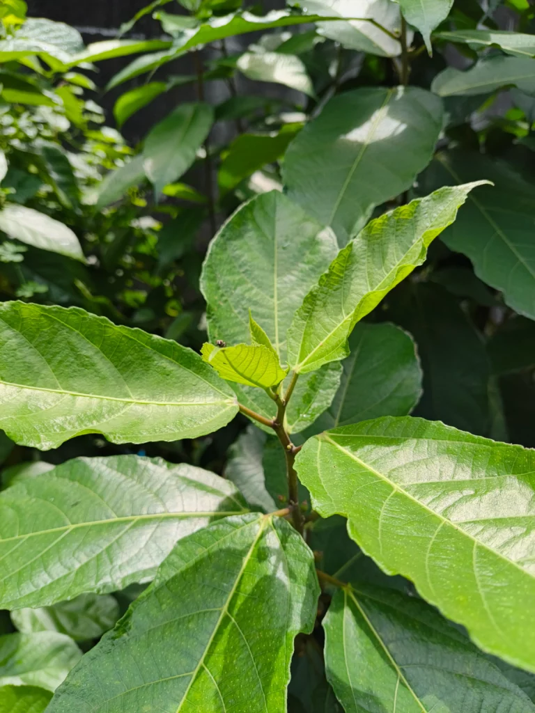 A vertical, detailed photo of a plant branch with large, vibrant green leaves. The leaves are well-lit and show a glossy texture, with a small insect visible on one of the central leaves.