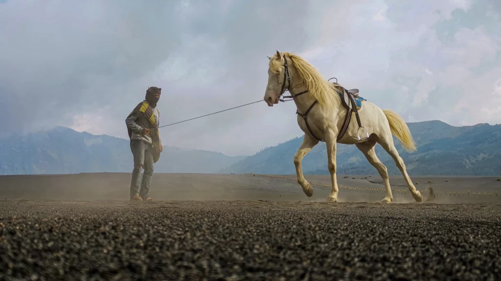 A silhouette of a wild horse or stallion standing dramatically on a hill at sunrise or sunset, emphasizing its powerful, untamed posture against the bright sky. (Photo by Bien Bacarra Jr. on HUAWEI Mate 20 Pro)