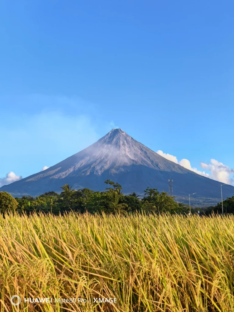 A clear daytime view of the symmetrical Mayon Volcano rising behind a golden rice field and a line of lush green trees in Albay.