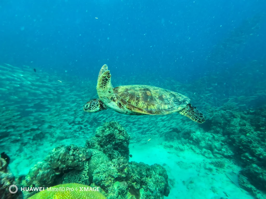 An underwater photograph of a large sea turtle swimming gracefully over a coral reef in the clear blue waters of Moalboal, Cebu.